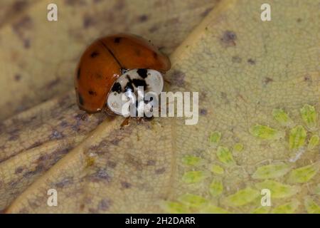 Asiatischer Marienkäfer, Harlekin, vielfarbiger Marienkäfer, Harlekin-Marienkäfer, erster Blattlaus, Blattlauskolonie, Harmonia axyridis, asiatische Dame b Stockfoto