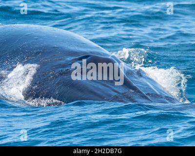 Brydes Wal, Balaenoptera brydei, zeigt seine drei Grate auf seinem Podest vor Südkalifornien, USA Stockfoto