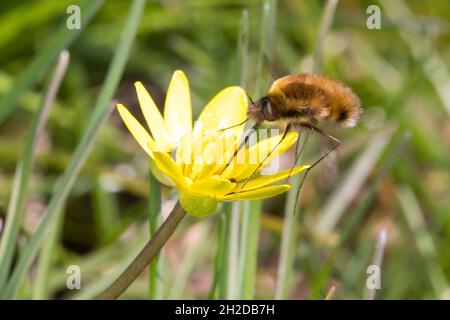 Großer Wollschweber, Wollschwber, Bütenbesuch an Scharbockskraut, Hummelschweber, Bombylius major, Große Bienenfliege, dunkelkantige Bienenfliege, größere Bienenfliege Stockfoto