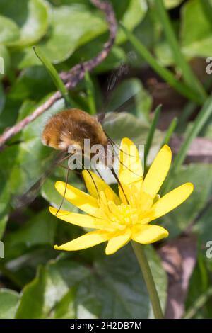 Großer Wollschweber, Wollschwber, Bütenbesuch an Scharbockskraut, Hummelschweber, Bombylius major, Große Bienenfliege, dunkelkantige Bienenfliege, größere Bienenfliege Stockfoto