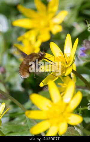 Großer Wollschweber, Wollschwber, Bütenbesuch an Scharbockskraut, Hummelschweber, Bombylius major, Große Bienenfliege, dunkelkantige Bienenfliege, größere Bienenfliege Stockfoto