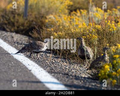 Großalge Grouse, Centrocercus urophasianus, auf der Straße in den Bodie State Historic Park, Kalifornien, USA Stockfoto