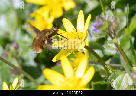 Großer Wollschweber, Wollschwber, Bütenbesuch an Scharbockskraut, Hummelschweber, Bombylius major, Große Bienenfliege, dunkelkantige Bienenfliege, größere Bienenfliege Stockfoto