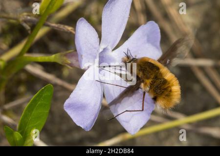 Großer Wollschweber, Wollschweber, Blütenbesuch an Immergrün, Hummelschweber, Bombylius major, Große Bienenfliege, dunkelkantige Bienenfliege, größere Bienenfliege, Biene Stockfoto