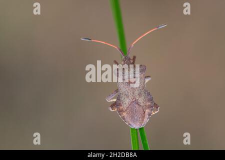 Lederwanze, Große Randwanze, Saumwanze, Leder-Wanze, Saum-Wanze, Coreus marginatus, Mesocerus marginatus, Squash Bug, Dock Bug, La corée marginée, Lief Stockfoto