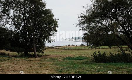 Blick auf Old Harry Rocks durch einige Bäume vom Pig Hotel Stockfoto