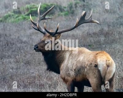 Tule-Elch, Cervus canadensis nannodes, mit beeindruckenden Geweihen in Point Reyes National Seashore, Kalifornien, USA Stockfoto