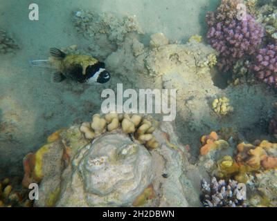 Maskenkugelfisch / Maskenpuffer / Arothron diadematus Stockfoto