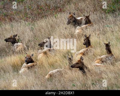 Tule-Elch, Cervus canadensis nannodes, Weibchen in Point Reyes National Seashore, Kalifornien, USA Stockfoto