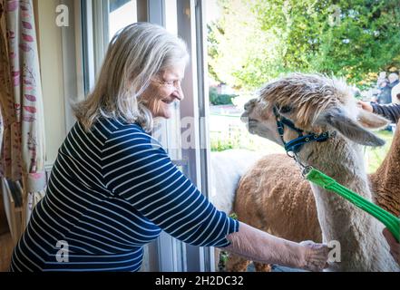 Alpakas Sid, Eric und Chester von Larch Green Alpcas treffen Isabella Scot 85 während eines Besuchs im Hill View Care Home von Advinia Health Care in Clydebank, Glasgow. Die Tierbesuche werden vermutlich dazu beitragen, Stress und Depressionen zu lindern und die Einsamkeit zu bekämpfen. Bilddatum: Donnerstag, 21. Oktober 2021. Stockfoto
