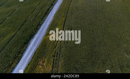 Luftaufnahme von einigen Kornfeldern von einer Straße aus Stockfoto