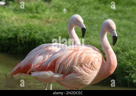 Wunderschöne rosa Flamingo Vögel in der Natur Stockfoto