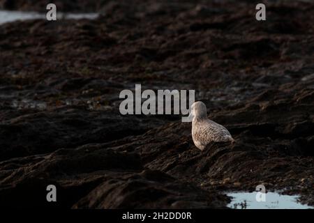 Hering Gull An Der Küste Stockfoto