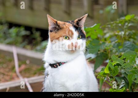 Calico Katze mit einem lustigen Blick auf ihr Gesicht Stockfoto