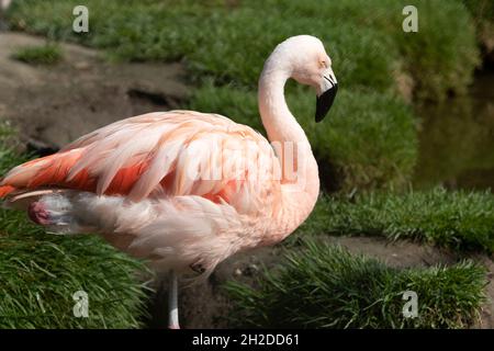 Wunderschöne rosa Flamingo Vögel in der Natur Stockfoto