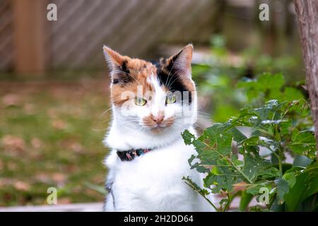 Calico Katze mit einem lustigen Blick auf ihr Gesicht Stockfoto