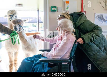 Alpakas Sid, Eric und Chester von Larch Green Alpcas treffen Mary Leslie, 92, während eines Besuchs im Hill View Care Home von Advinia Health Care in Clydebank, Glasgow. Die Tierbesuche werden vermutlich dazu beitragen, Stress und Depressionen zu lindern und die Einsamkeit zu bekämpfen. Bilddatum: Donnerstag, 21. Oktober 2021. Stockfoto