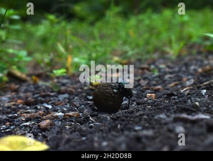 Nahaufnahme eines Dung-Käfers auf dem Boden Stockfoto