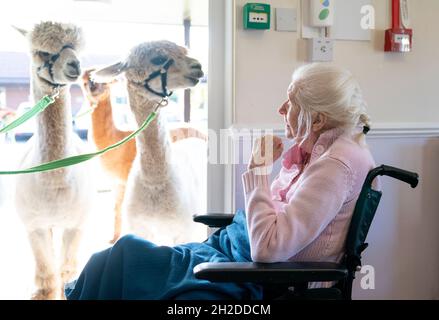 Alpakas Sid, Eric und Chester von Larch Green Alpcas treffen Mary Leslie, 92, während eines Besuchs im Hill View Care Home von Advinia Health Care in Clydebank, Glasgow. Die Tierbesuche werden vermutlich dazu beitragen, Stress und Depressionen zu lindern und die Einsamkeit zu bekämpfen. Bilddatum: Donnerstag, 21. Oktober 2021. Stockfoto
