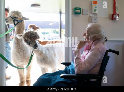 Alpakas Sid, Eric und Chester von Larch Green Alpcas treffen Mary Leslie, 92, während eines Besuchs im Hill View Care Home von Advinia Health Care in Clydebank, Glasgow. Die Tierbesuche werden vermutlich dazu beitragen, Stress und Depressionen zu lindern und die Einsamkeit zu bekämpfen. Bilddatum: Donnerstag, 21. Oktober 2021. Stockfoto