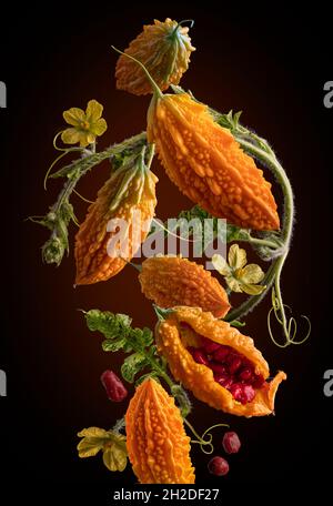 Levitation von Momornica Früchten mit Blumen, Beeren und Blättern auf dunklem Grund Stockfoto