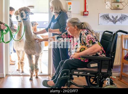 Alpakas Sid, Eric und Chester von Larch Green Alpcas treffen Isabella Scot 85 (links) und Maureen Wysoski 66 (rechts) bei einem Besuch im Hill View Care Home von Advinia Health Care in Clydebank, Glasgow. Die Tierbesuche werden vermutlich dazu beitragen, Stress und Depressionen zu lindern und die Einsamkeit zu bekämpfen. Bilddatum: Donnerstag, 21. Oktober 2021. Stockfoto