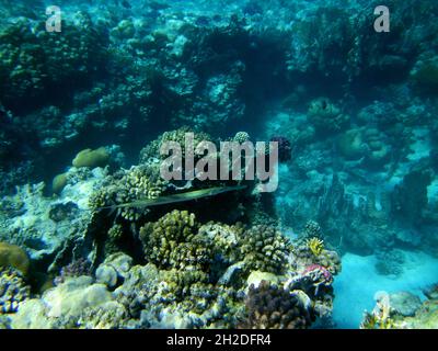 Glatter Flötenfisch / Bluespotted cornetfish / Fistularia commersonii Stockfoto