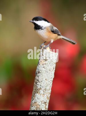 Black-capped Chickadee sitzt auf einem Zweig mit buntem Hintergrund, Quebec, Kanada Stockfoto