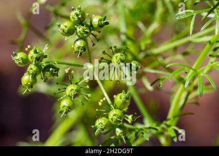 Makroaufnahme von frischen grünen Koriandersamen (Coriandrum sativum) auf der Pflanze. Stockfoto