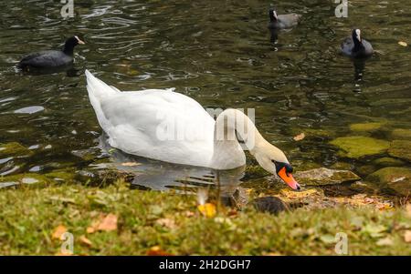 Weiße Schwäne schwimmen im weichen Wasser im Park. Ein Teich in der Stadt Gatchina in der Region Leningrad. Stockfoto