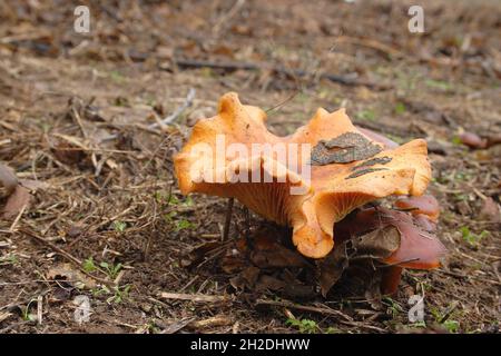 Wilde Pilze im Wald im Herbst nach Regen Gelbe Pfifferlinge im Herbst in einem finnischen Wald. Stockfoto