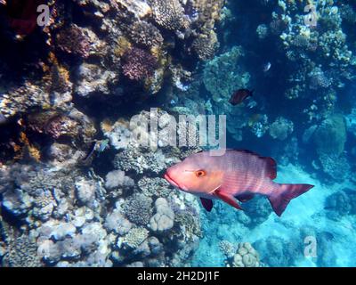 Kupferschnapper oder Doppelfleck-Schnapper / Two-Spot Red Snapper oder Twinspot Snapper / Lutjanus bohar Stockfoto