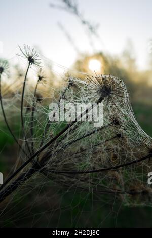 Der trockene Regenschirm der Pflanze (Aegopodium) ist an einem nebligen Morgen mit Spinnweben bedeckt und die aufgehende Sonne im Hintergrund. Ästhetische Fotografie Stockfoto