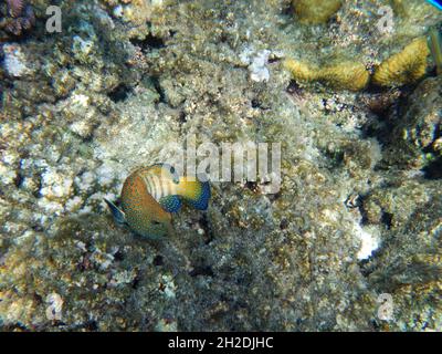 Pfauen-Zackenbarsch / Cephalopholis argus / Cephalopholis argus Stockfoto