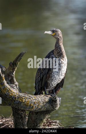 Unreifer Kormoran, der geduldig auf dem Baumstamm neben einem stillen Teich sitzt Stockfoto