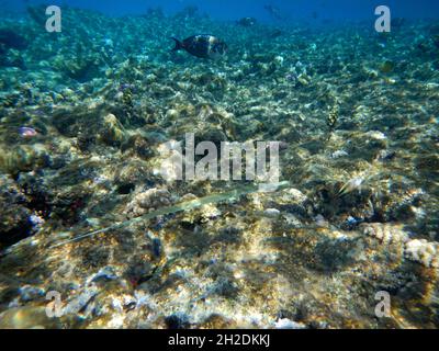 Glatter Flötenfisch / Bluespotted cornetfish / Fistularia commersonii Stockfoto