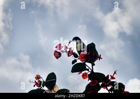 Purpur-rumped Sunbird (Nectarinia zeylonica) Vogel trinken nectarfrom Ipomea (Morning Glory) Rebe mit roten Blumen. Sri Lanka, Dezember Stockfoto