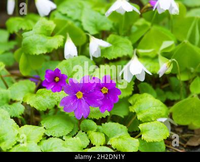 Anemonen und Primeln im Frühlingswald, Frühblüher Stockfoto