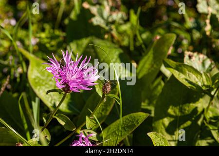 Lila rosa Stokes Aster Stokesia laevis Blume Stockfoto