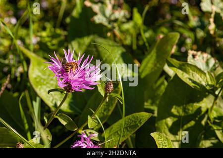 Lila rosa Stokes Aster Stokesia laevis Blume Stockfoto