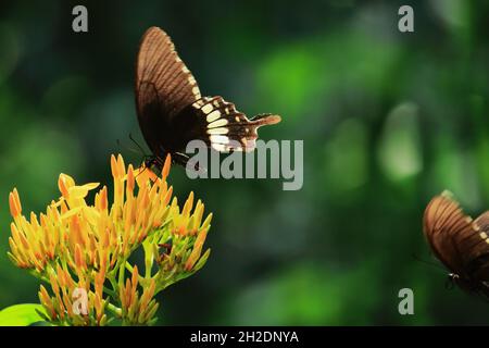 Männlicher gemeiner mormonenschmetterling (Papilio polytes), der über die Blume fliegt Stockfoto