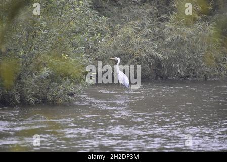 Entfernter Blick auf einen Graureiher (Ardea cinerea), der im River Trent steht und im Oktober in Staffordshire, Großbritannien, in Richtung Flussufer spähend Stockfoto