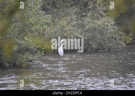 Rückansicht eines Graureihers (Ardea cinerea) auf dem Fluss Trent im Oktober in Staffordshire, Großbritannien, mit Kopf nach rechts gedreht und über den Fluss schauend Stockfoto