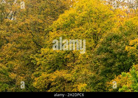 Die Blätter dieser großen Rosskastanienbäume ändern sich im Herbst von grün zu golden. Stockfoto