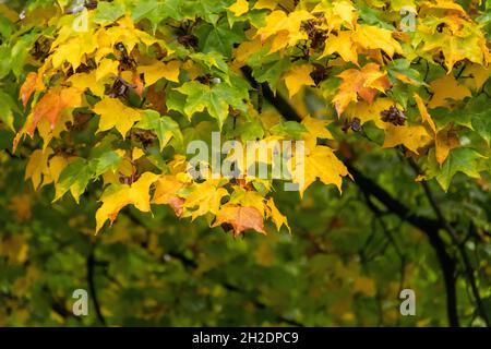 Eine Herbstszene mit niedrigem Winkel, da die Blätter ihre Farbe von grün zu golden ändern. Stockfoto