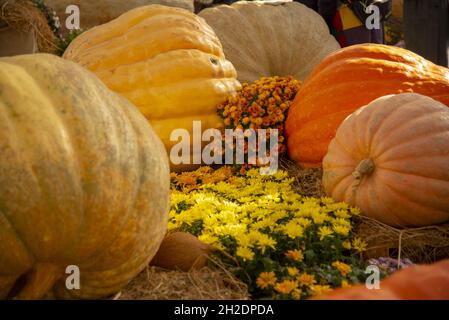 Ausstellung von riesigen Kürbissen in verschiedenen Formen, Farben und Größen. Stockfoto