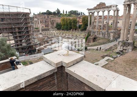 Rom, Italien. Oktober 2021. Möwe im Capitolium in Rom (Foto: Matteo Nardone/Pacific Press) Quelle: Pacific Press Media Production Corp./Alamy Live News Stockfoto