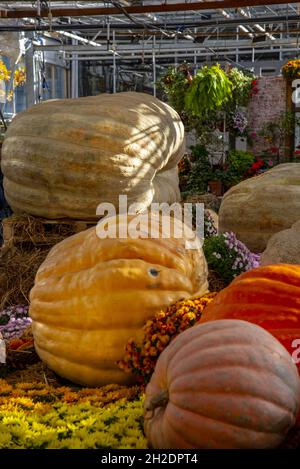 Ausstellung von riesigen Kürbissen in verschiedenen Formen, Farben und Größen. Stockfoto