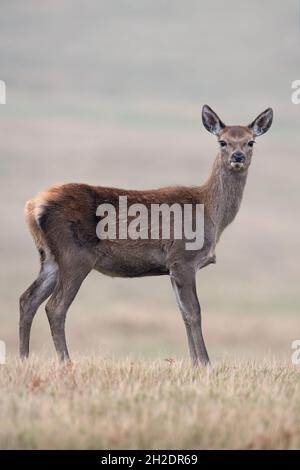 Rotweinkalb (Cervus elaphus) auf einem Feld am Waldrand Stockfoto