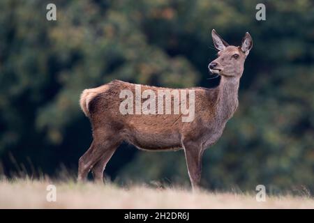 Rothirse Hind (Cervus elaphus) auf einem Feld am Waldrand Stockfoto